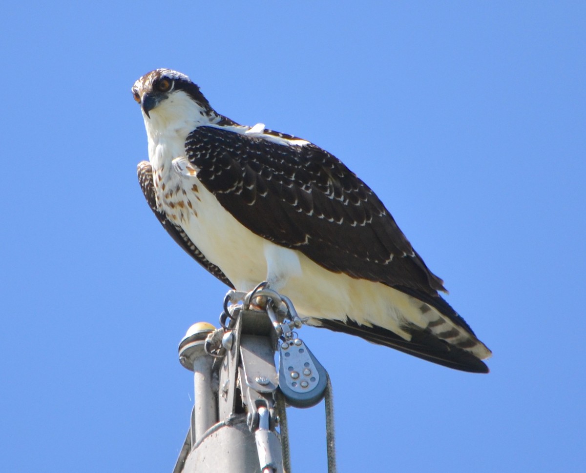 Fischadler (carolinensis) - ML623418174