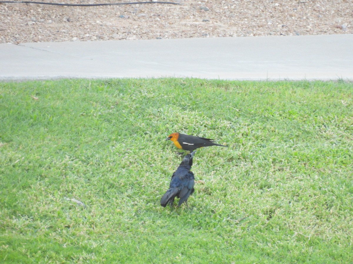 Yellow-headed Blackbird - ML623418176