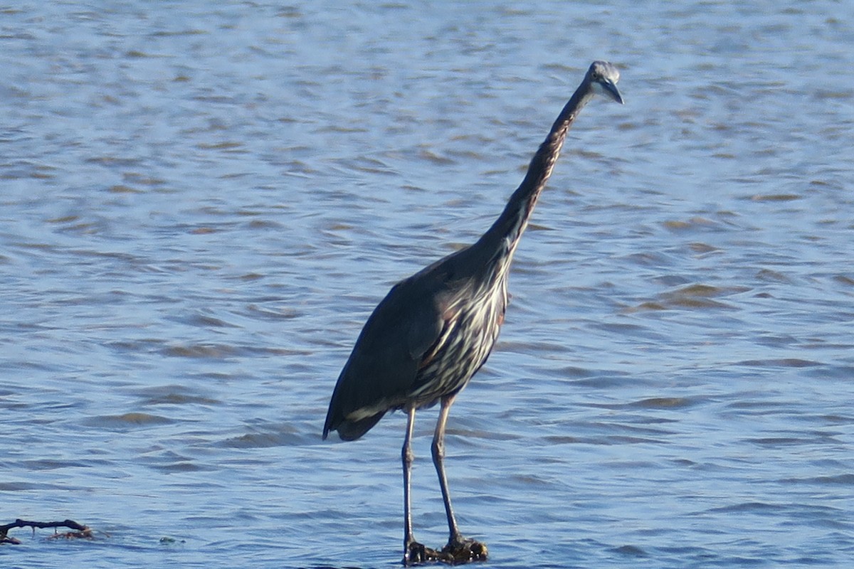 Great Blue Heron - Michael Simmons