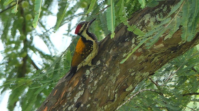 Black-rumped Flameback - ML623418190