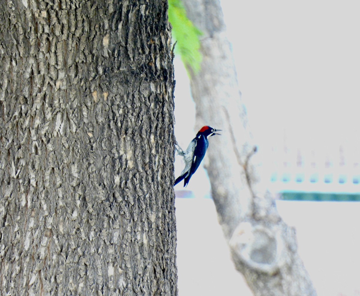 Acorn Woodpecker - ML623418210