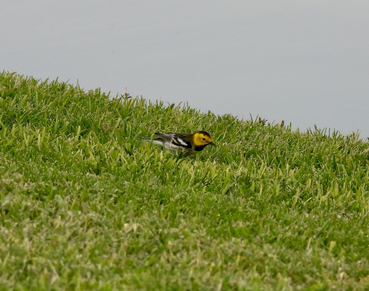 Townsend's x Hermit Warbler (hybrid) - ML623418259