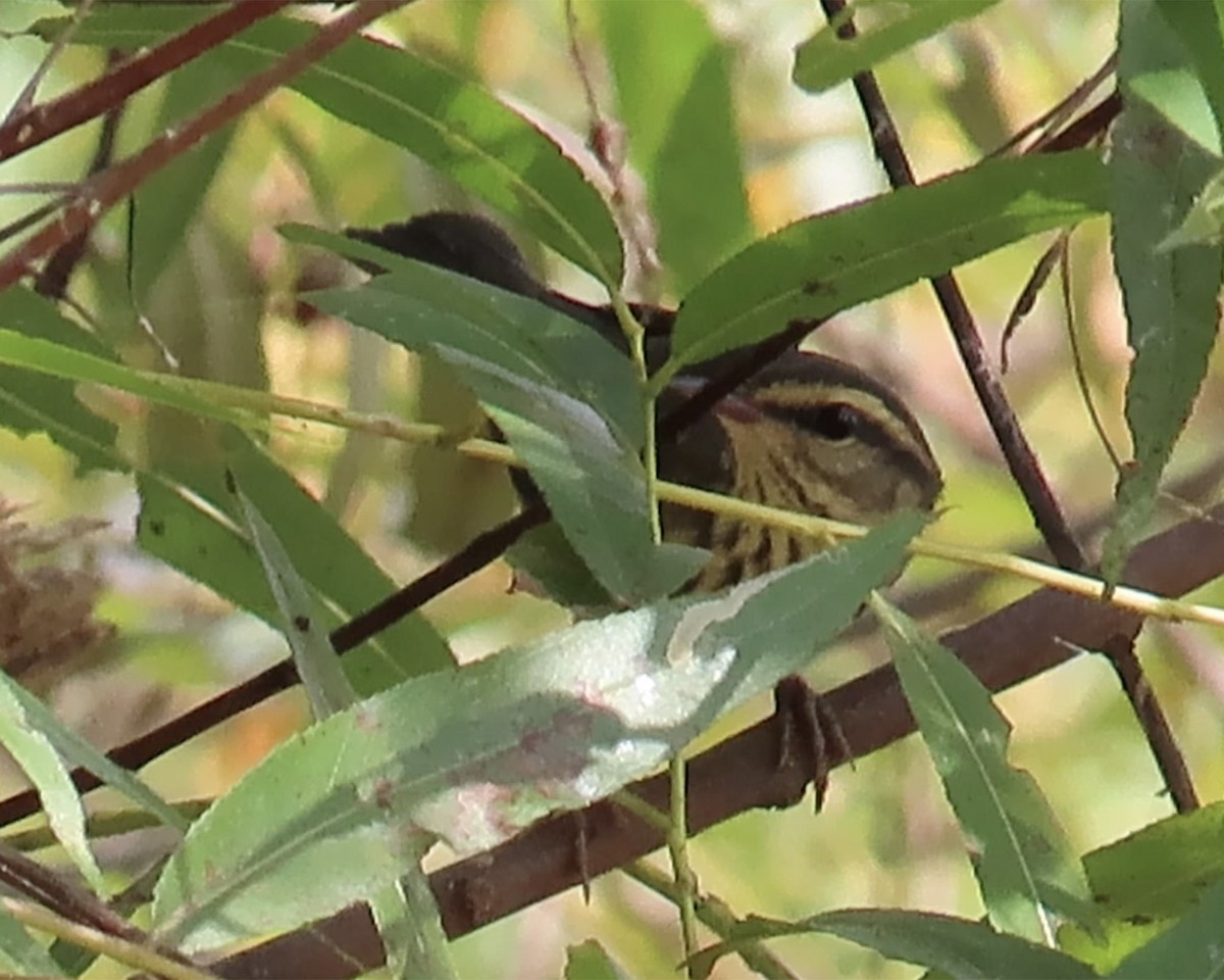 Northern Waterthrush - ML623418282