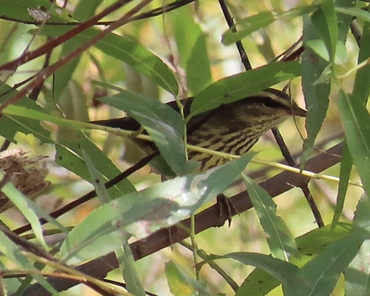 Northern Waterthrush - ML623418283