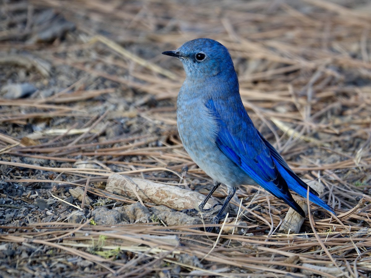 Mountain Bluebird - mark lundgren