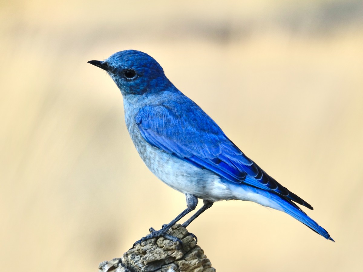 Mountain Bluebird - ML623418394