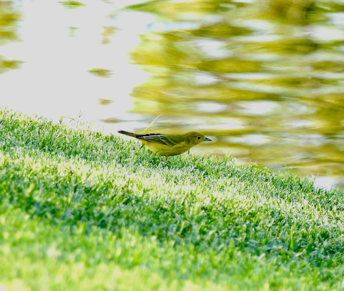 Yellow Warbler - Amy Lewis