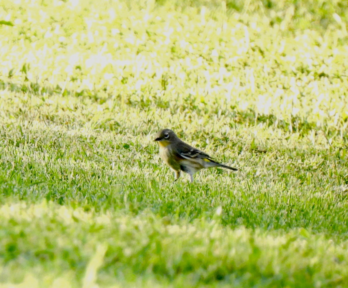 Yellow-rumped Warbler - ML623418458