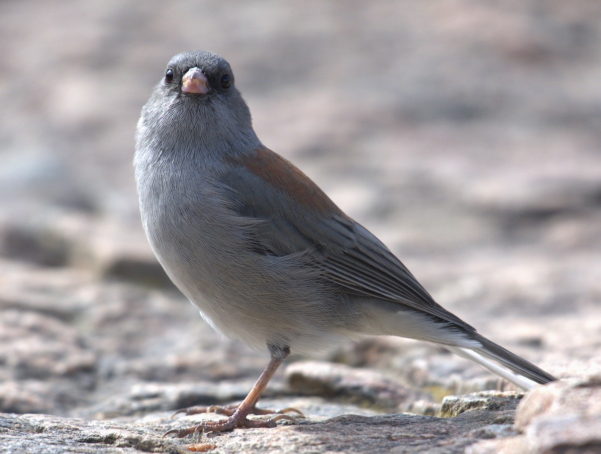 Junco Ojioscuro (caniceps) - ML623418469