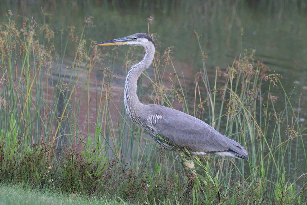 Great Blue Heron - ML623418483