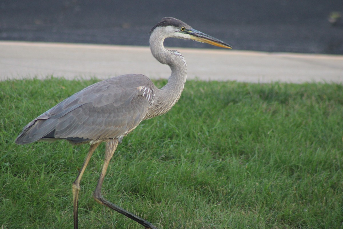 Great Blue Heron - ML623418490