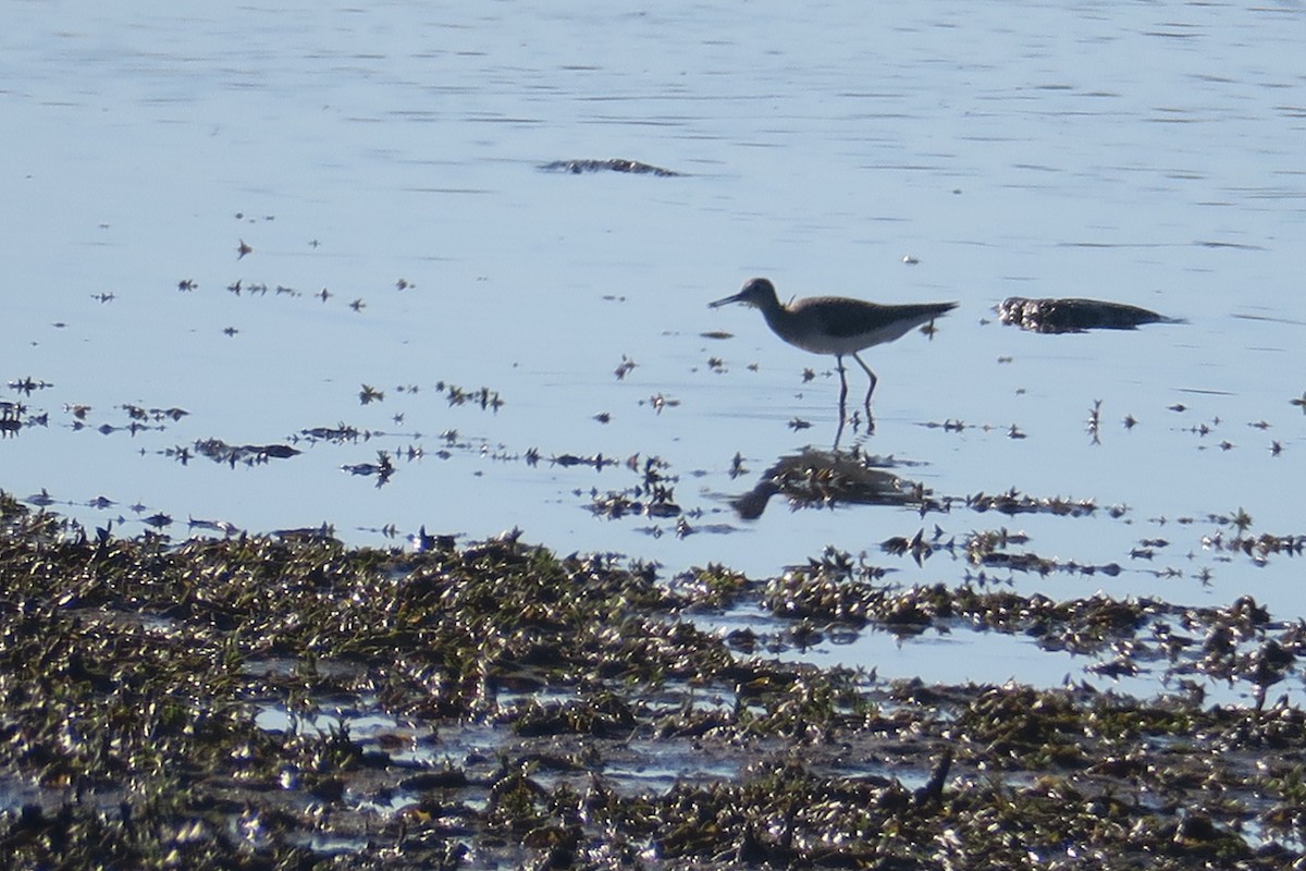 Lesser Yellowlegs - Michael Simmons