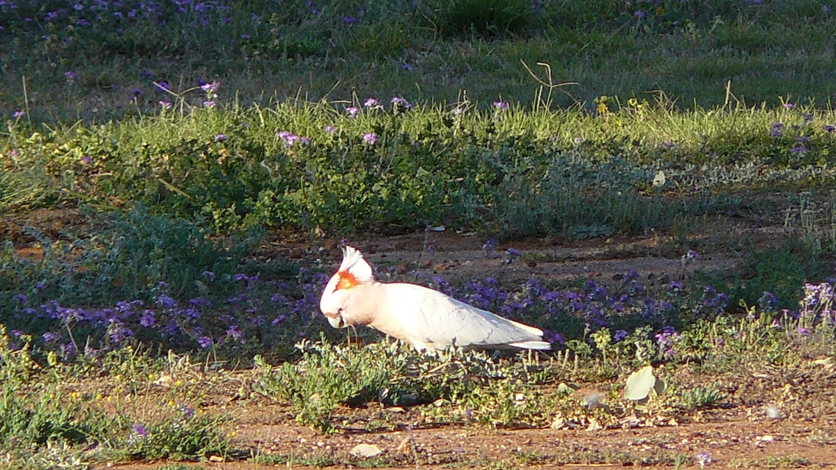 Pink Cockatoo - ML623418612