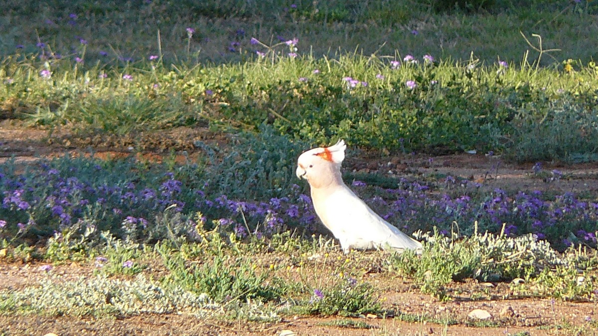 Pink Cockatoo - ML623418614