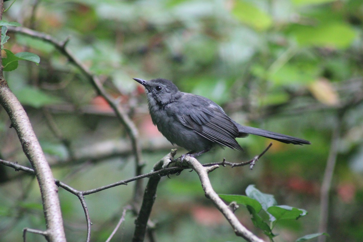 Gray Catbird - ML623418657