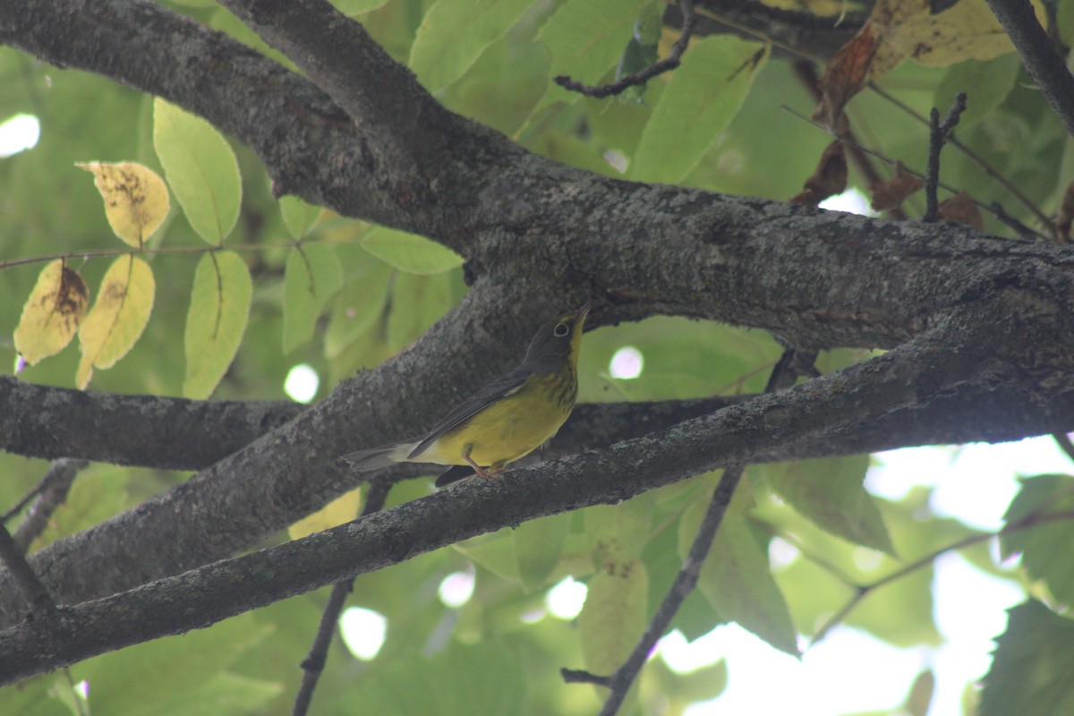 Canada Warbler - ML623418663