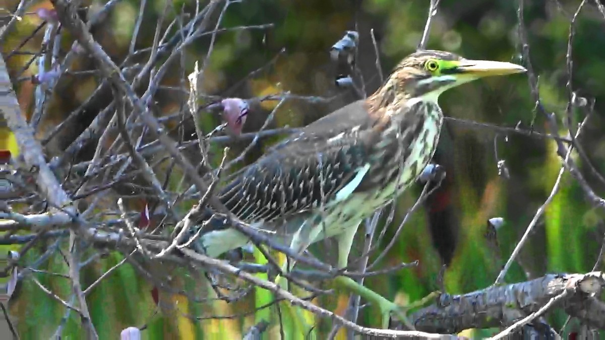 Green Heron - ML623418718