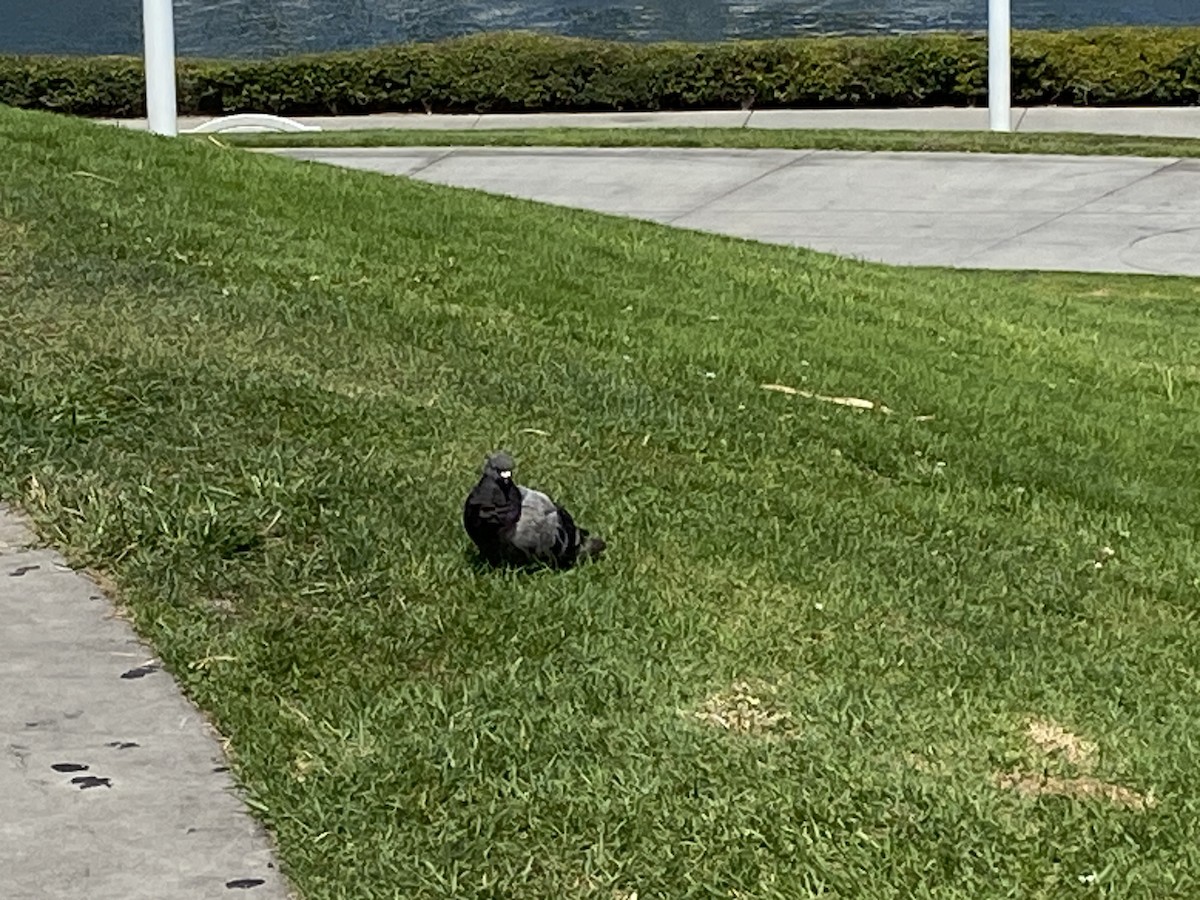 Rock Pigeon (Feral Pigeon) - ML623418724