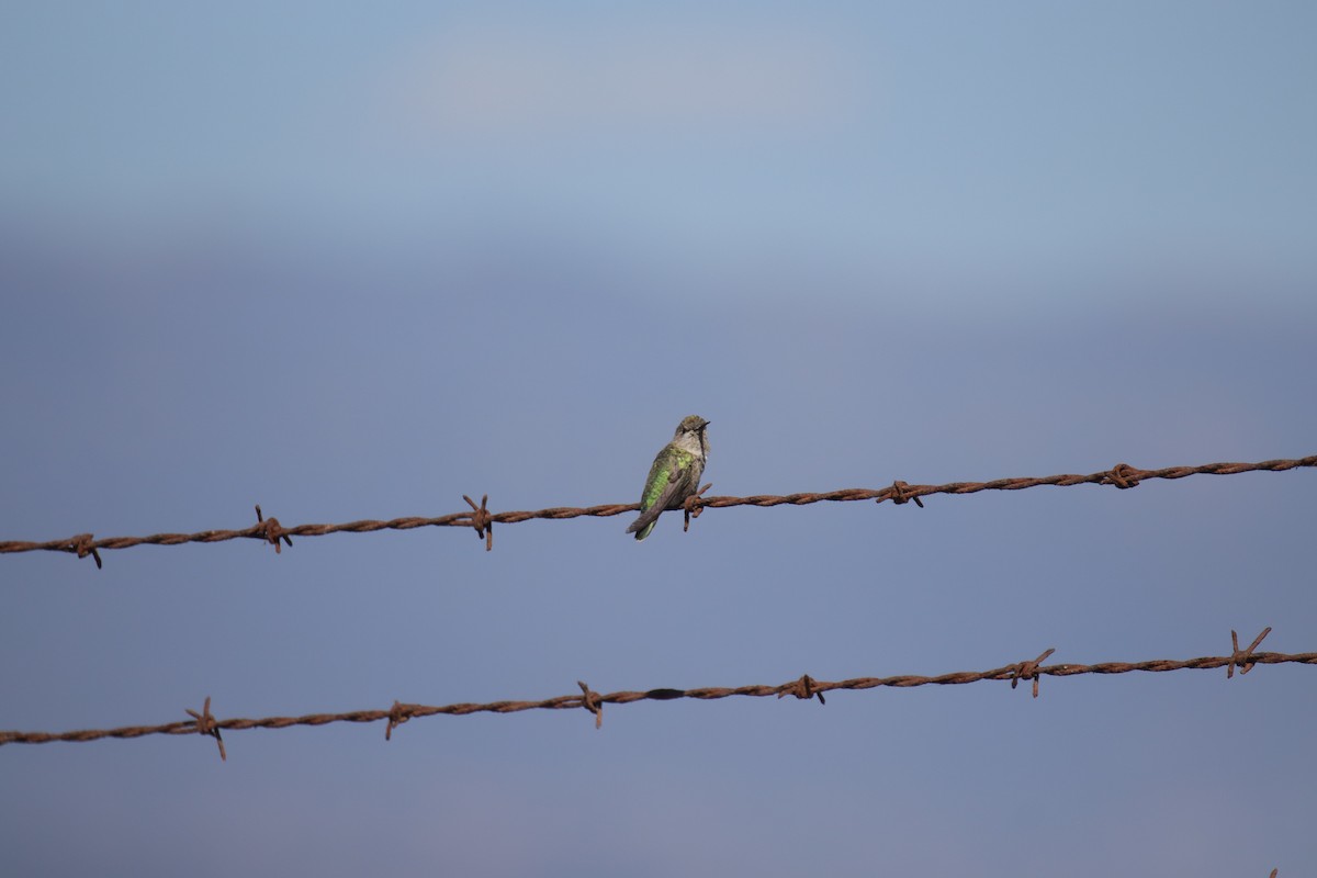 Anna's Hummingbird - ML623418725