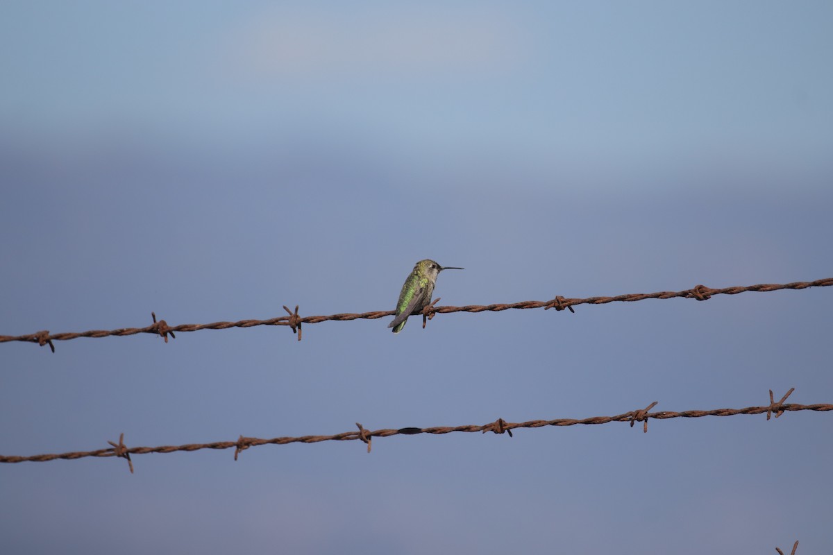 Anna's Hummingbird - ML623418728