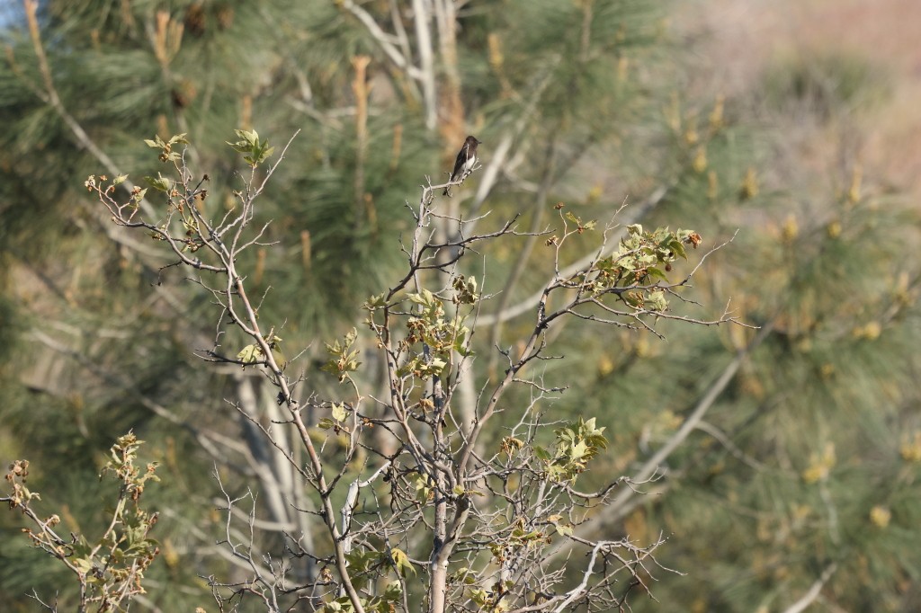 Black Phoebe - ML623418730