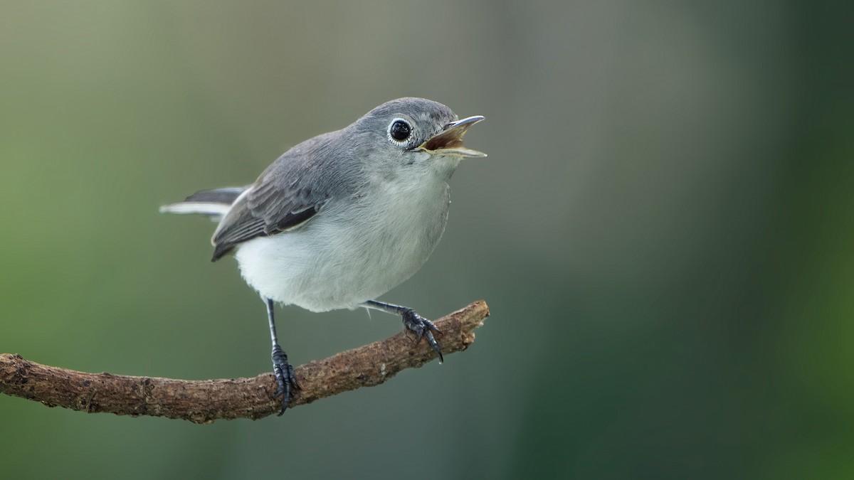 Blue-gray Gnatcatcher - ML623418733