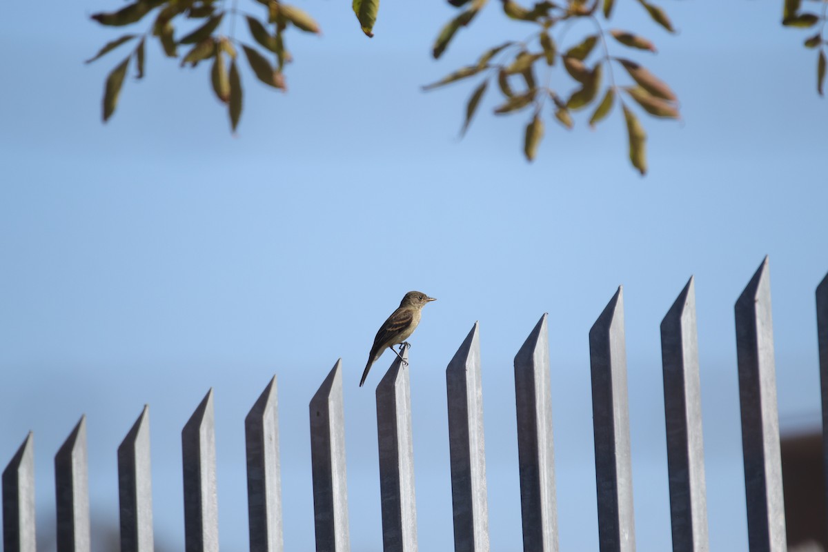 Willow Flycatcher - ML623418741