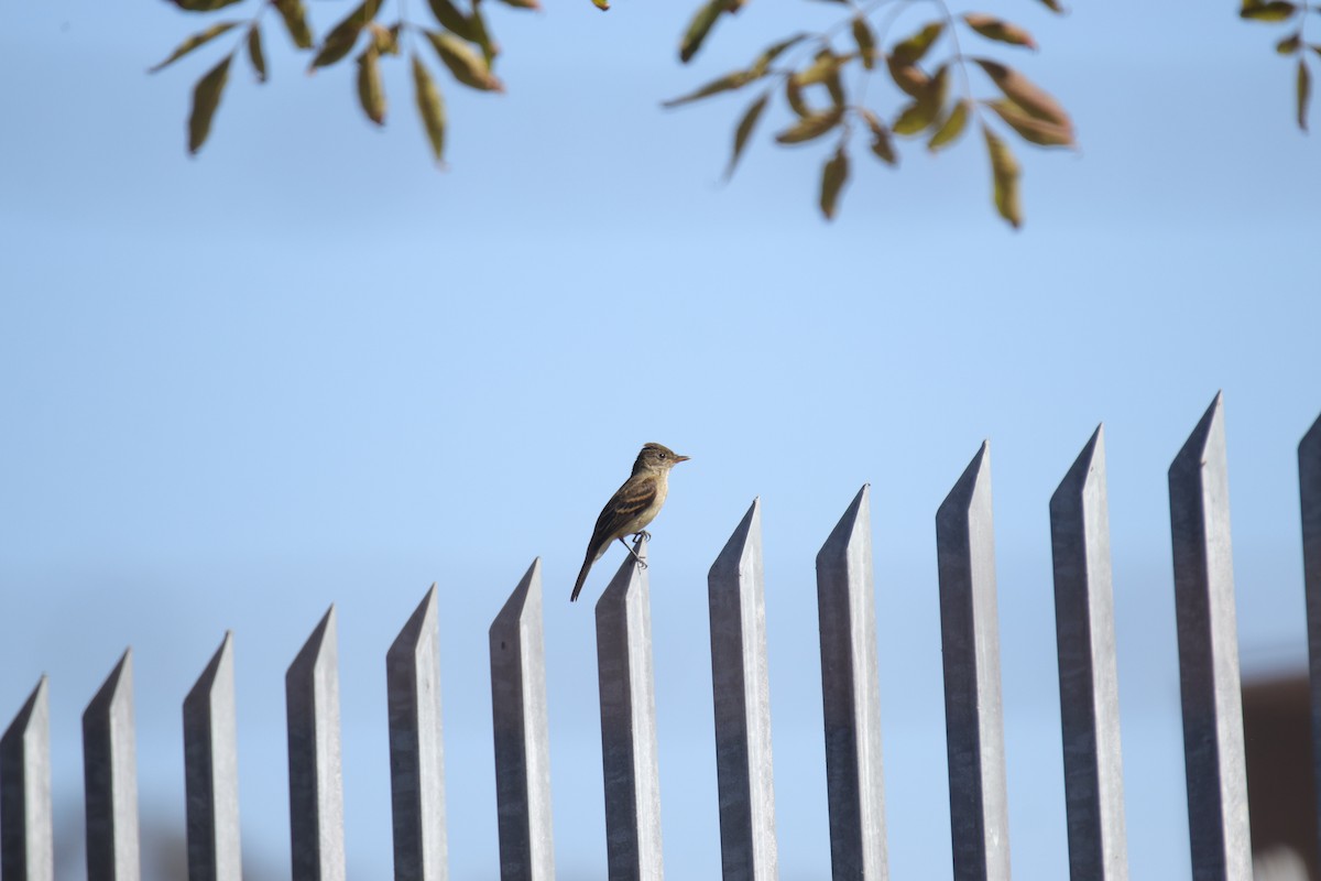 Willow Flycatcher - ML623418747