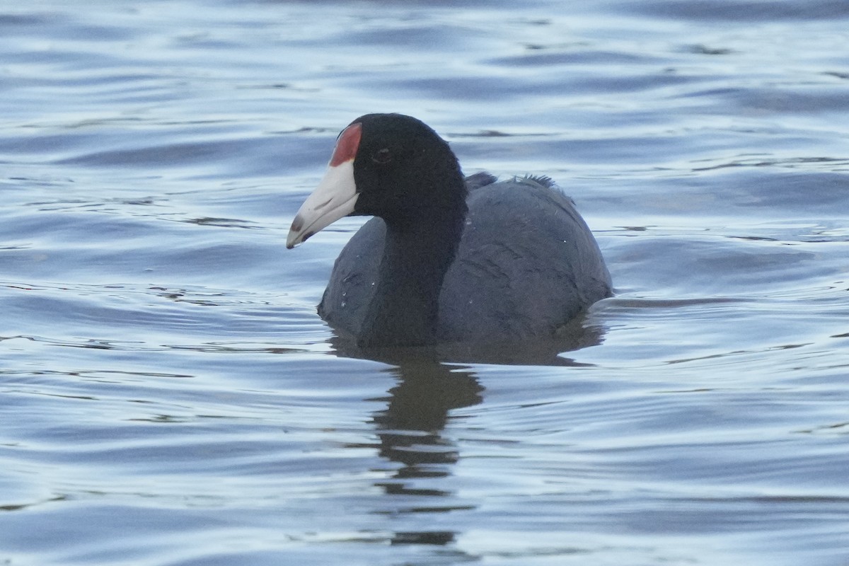 Hawaiian Coot - ML623418818