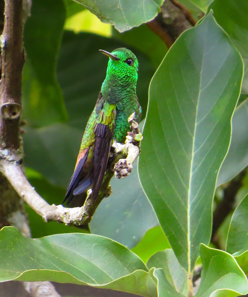 Copper-rumped Hummingbird - ML623418832