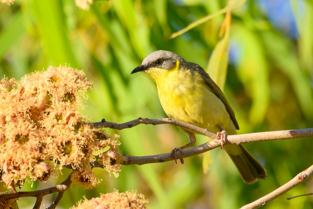 Gray-headed Honeyeater - Mark Lethlean