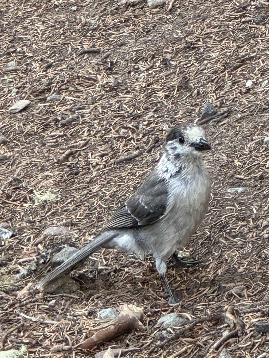 Canada Jay - ML623418937