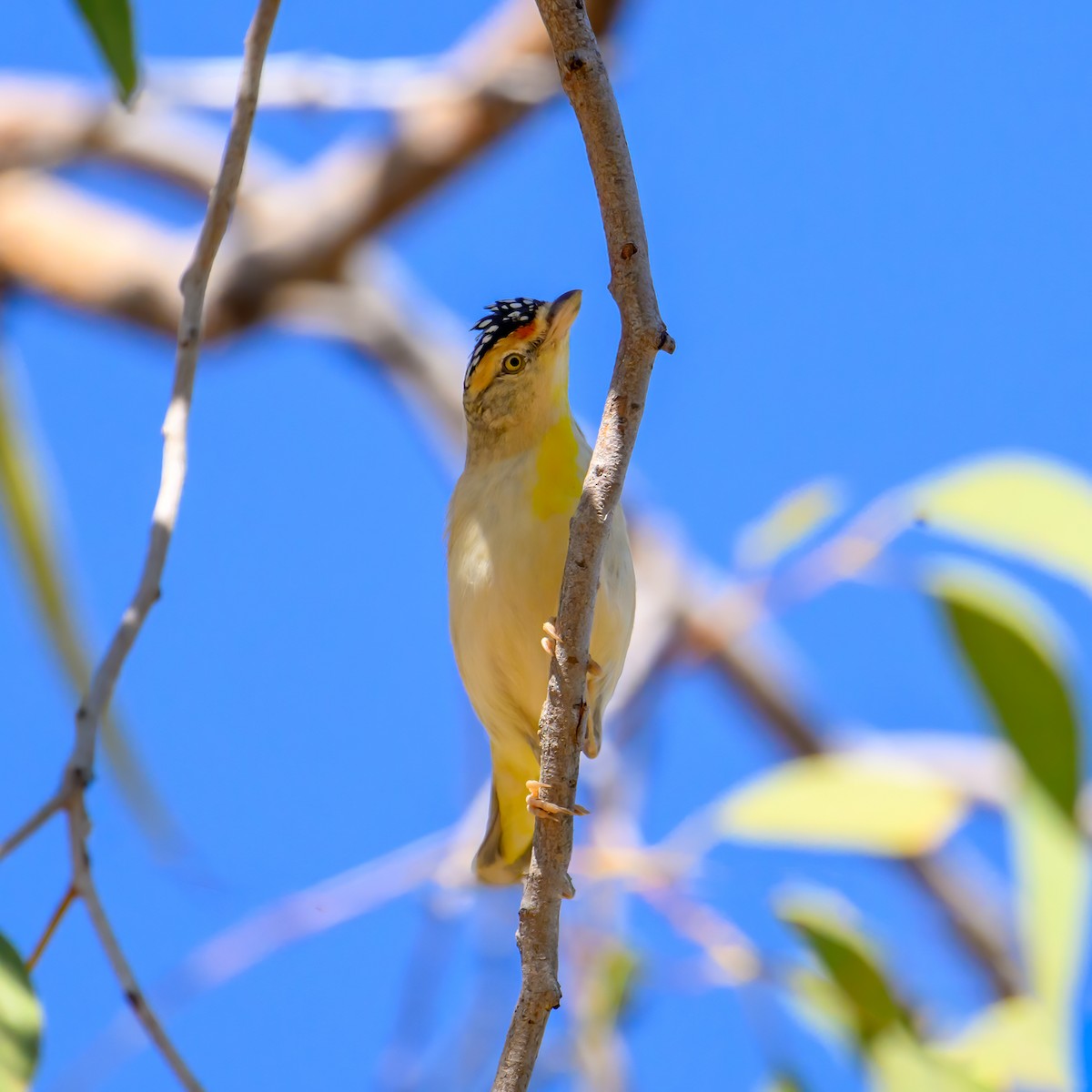 Red-browed Pardalote - ML623418954