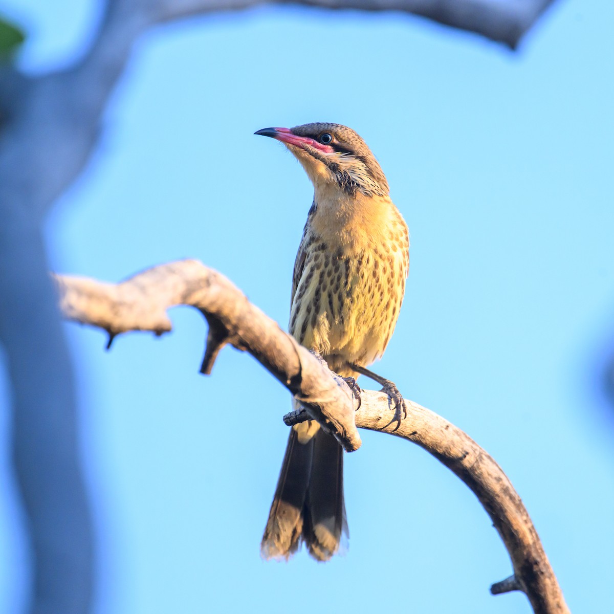 Spiny-cheeked Honeyeater - ML623418961