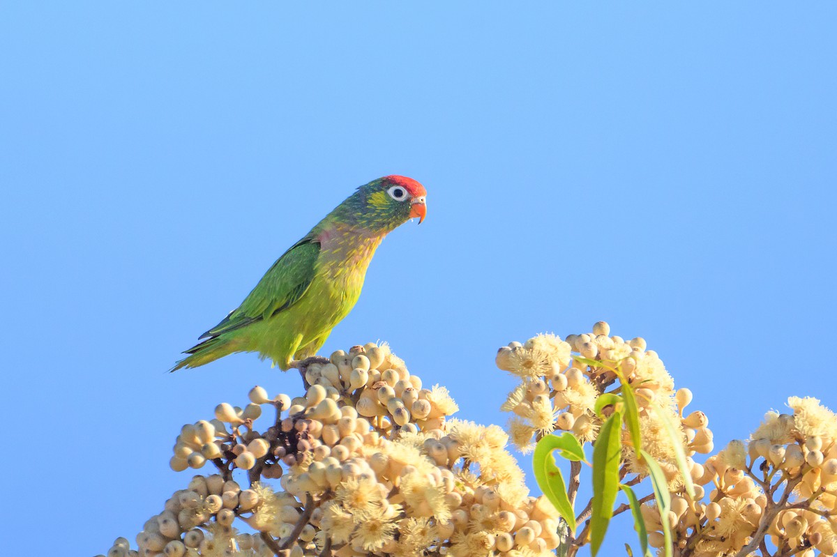 Varied Lorikeet - ML623418967