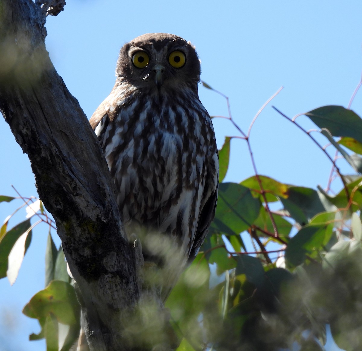 Barking Owl - ML623418977