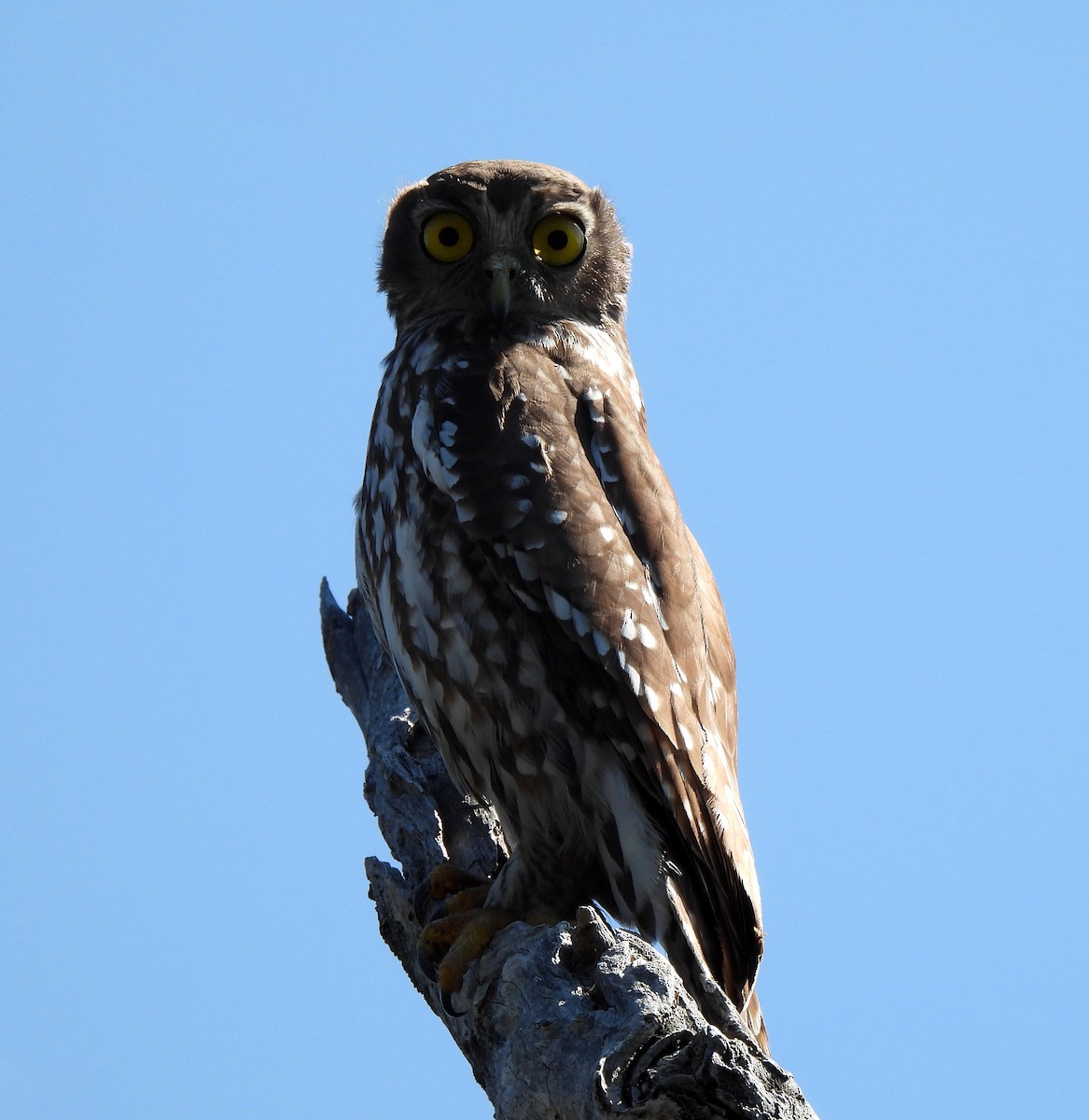 Barking Owl - ML623418982