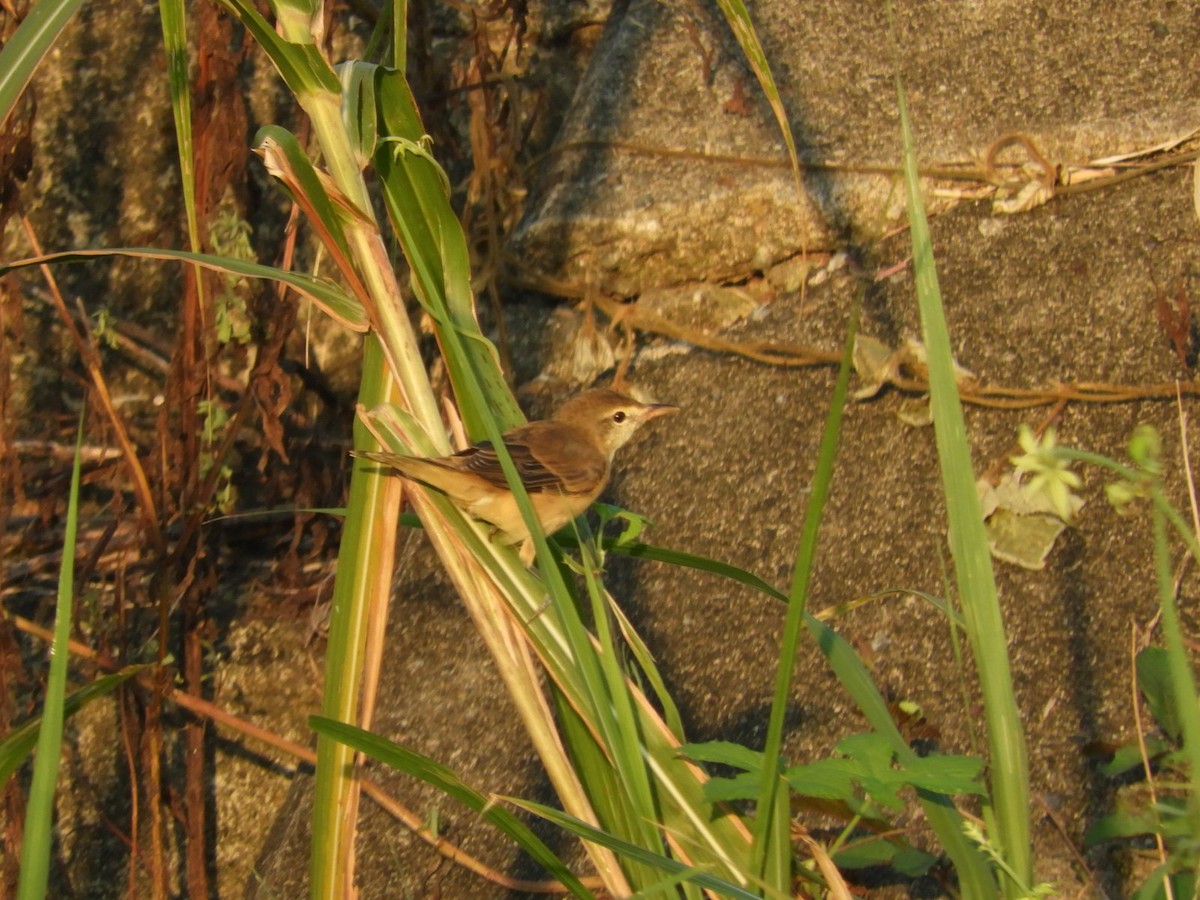 Oriental Reed Warbler - ML623418989