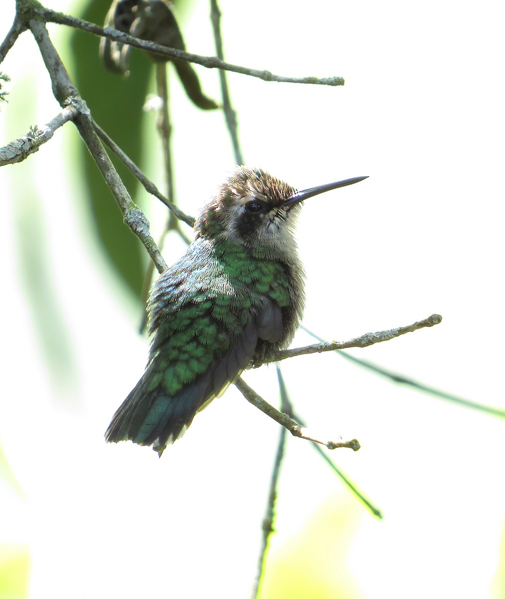 Green-tailed Emerald - ML623419006