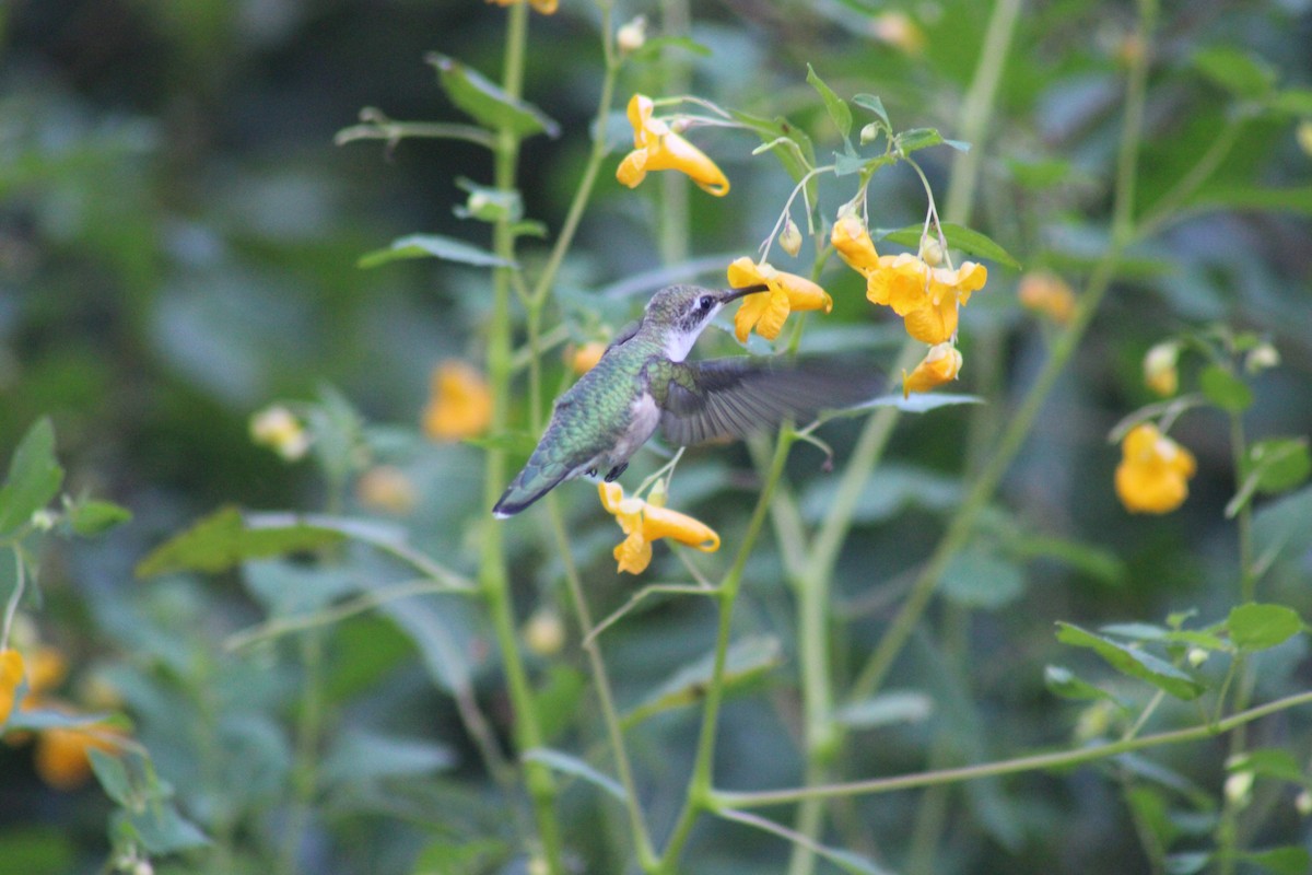 Ruby-throated Hummingbird - ML623419024