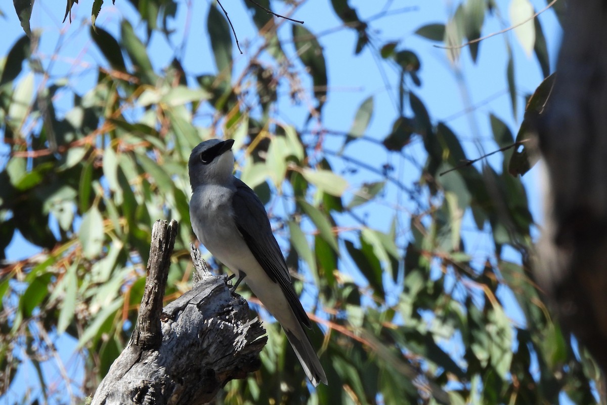 White-bellied Cuckooshrike - ML623419025