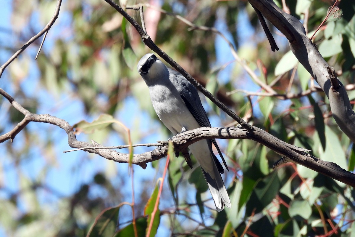 White-bellied Cuckooshrike - ML623419026