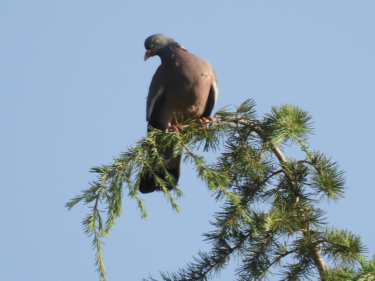 Rock Pigeon - ML623419037