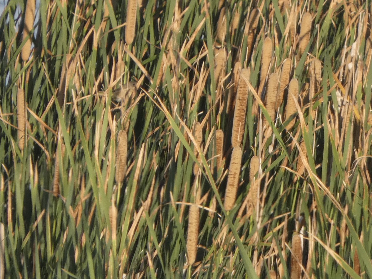 Common Yellowthroat - ML623419039