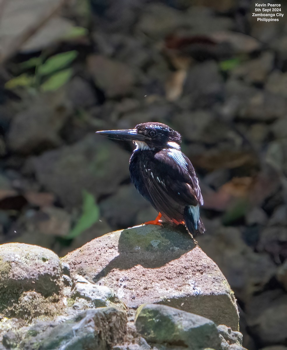 Southern Silvery-Kingfisher - ML623419053