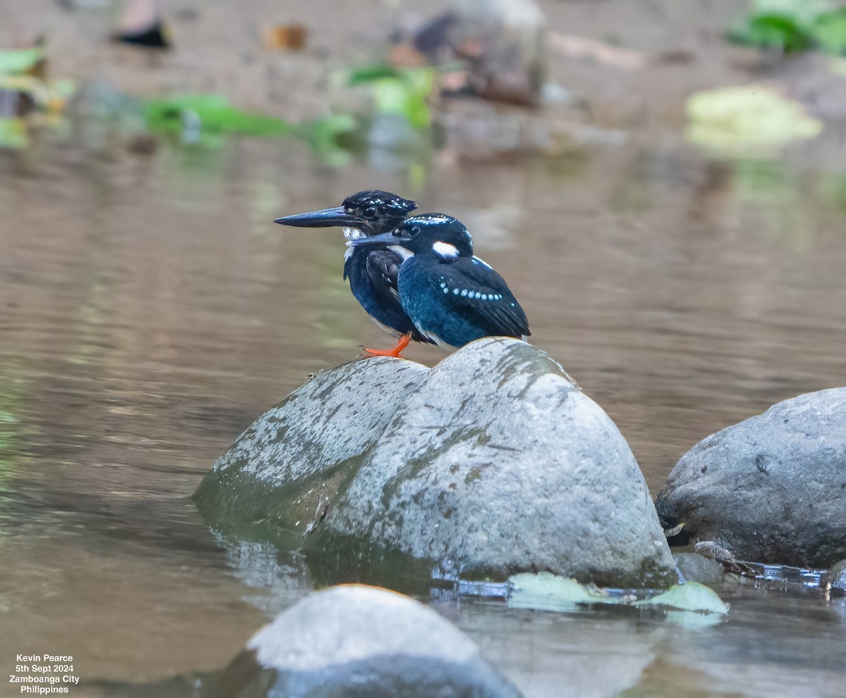 Southern Silvery-Kingfisher - ML623419054