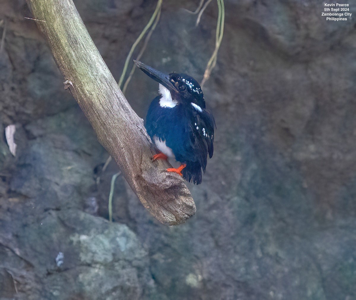 Southern Silvery-Kingfisher - ML623419055