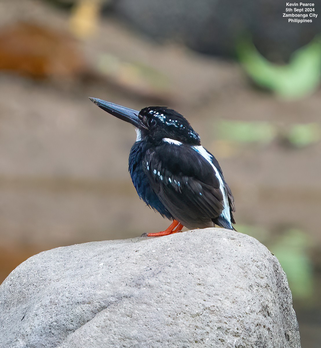 Southern Silvery-Kingfisher - ML623419056