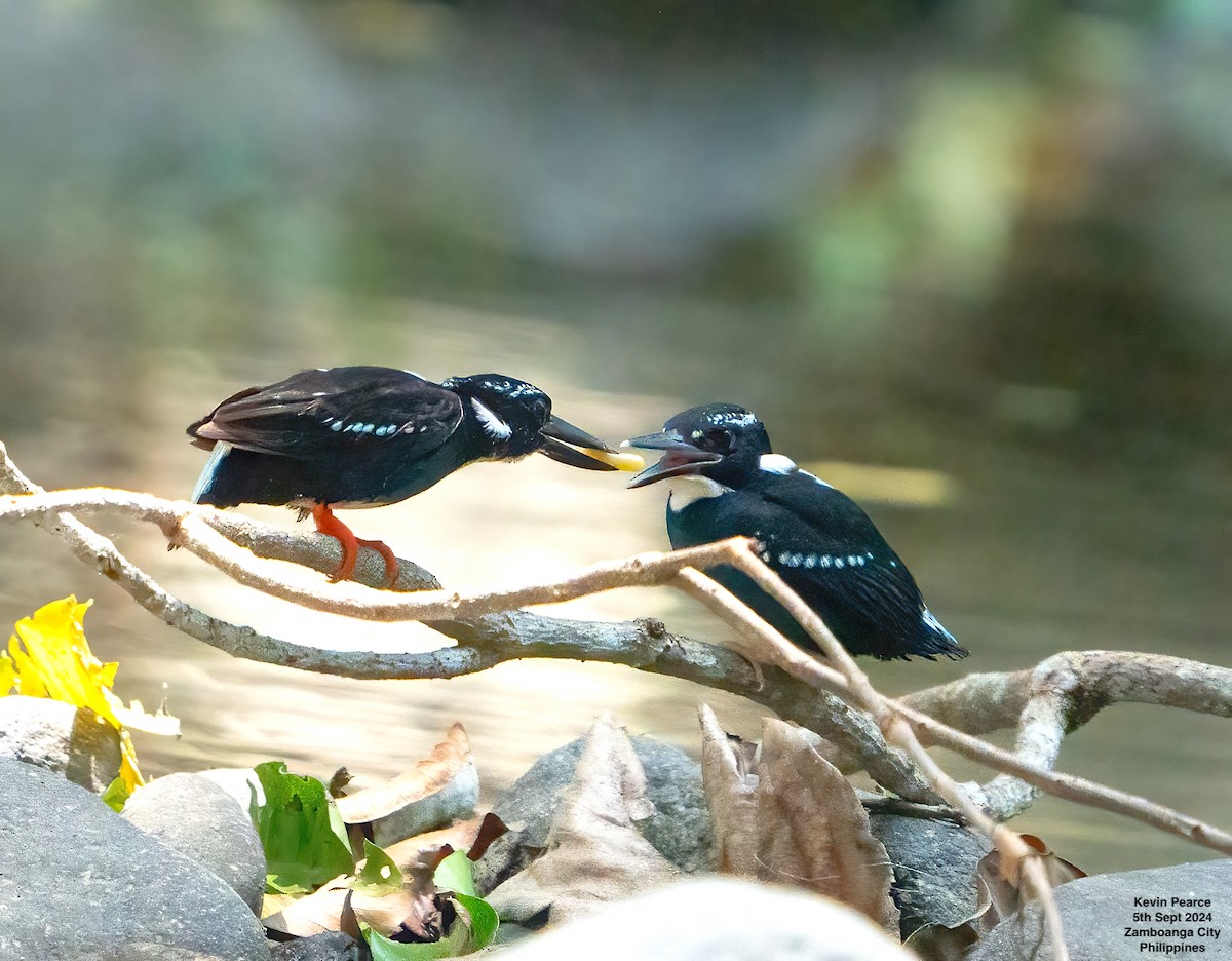 Southern Silvery-Kingfisher - ML623419057