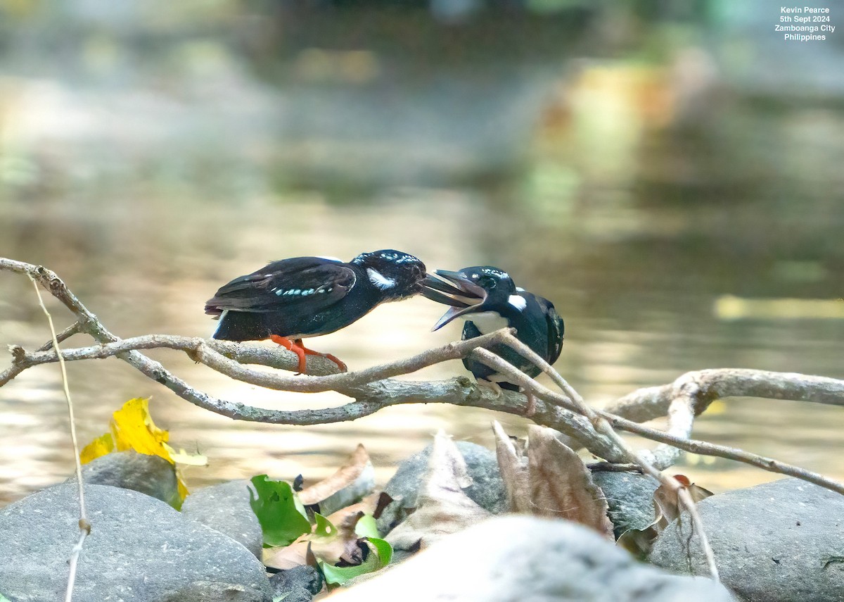 Southern Silvery-Kingfisher - ML623419059